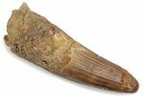 Fossil Spinosaurus Tooth - Real Dinosaur Tooth #376573-1